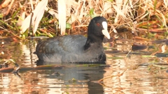 DSCN7442：オオバン