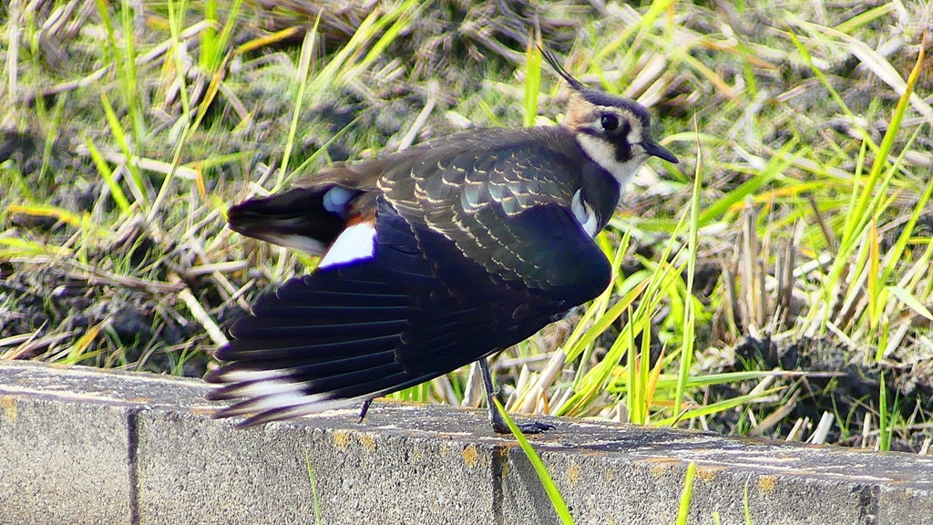 P2340798：タゲリ