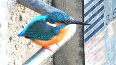 DSCN5921：カワセミ（オス）