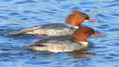 DSCN3309：カワアイサ（メス）