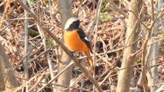 zDSCN7638：ジョウビタキ（オス）