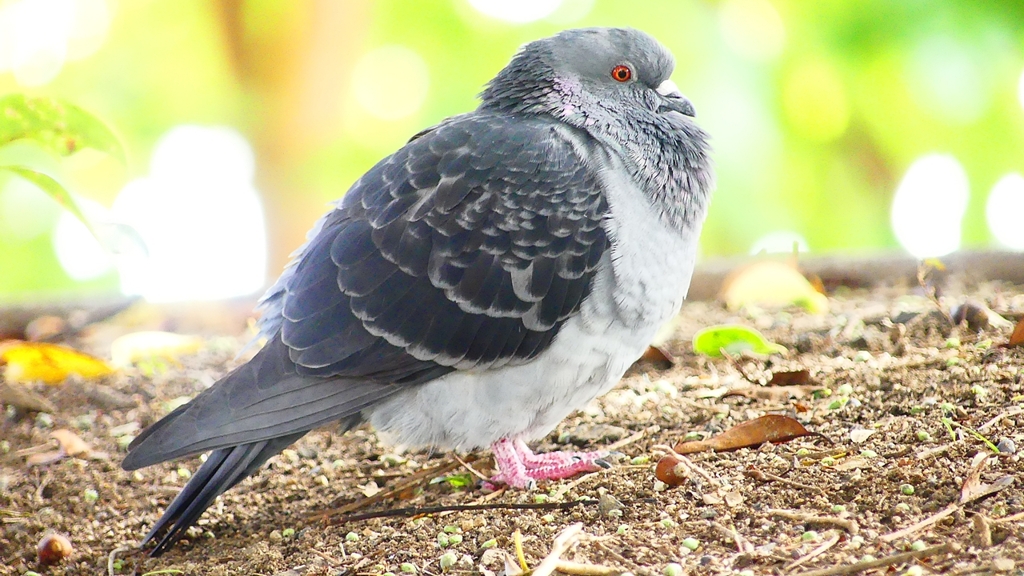 P2350318：カワラバト