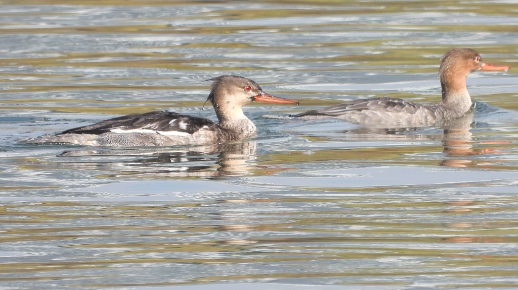 DSCN4548：ウミアイサ