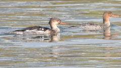 DSCN4548：ウミアイサ