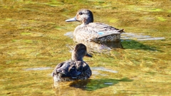 P2330624：コガモ