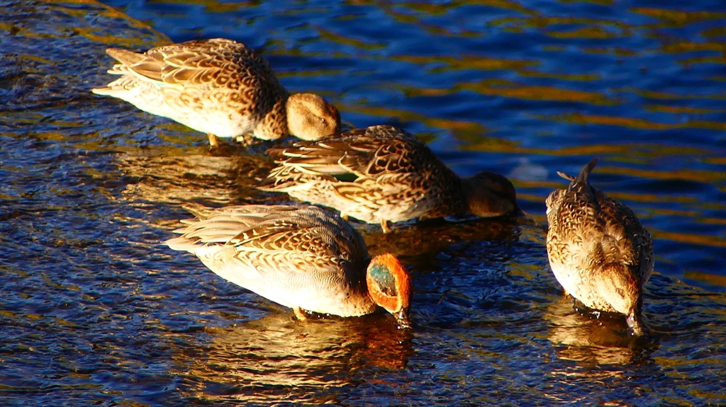 P2400262：コガモ