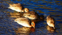 P2400262：コガモ