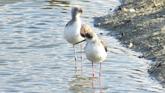 DSCN2091：セイタカシギ