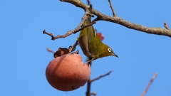 DSCN8635：メジロ