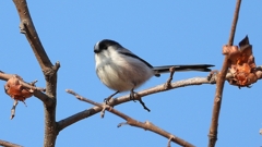 DSCN5982：エナガ