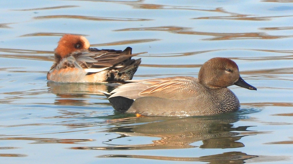 DSCN7454：オカヨシガモ（オス）他