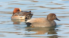 DSCN7454：オカヨシガモ（オス）他