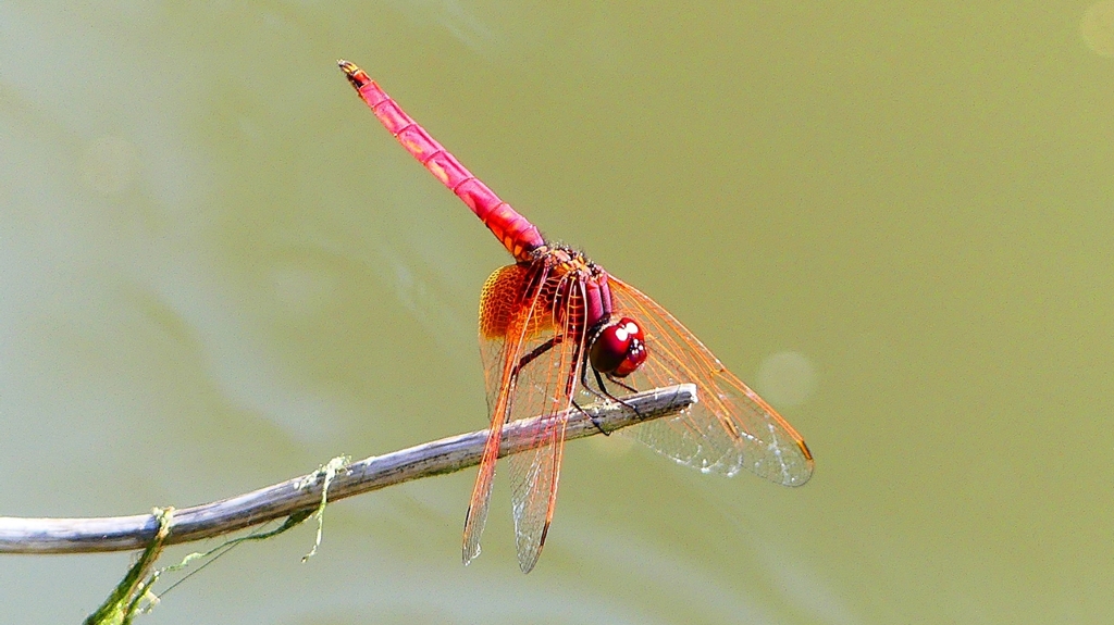 P2300639：ベニトンボ（オス）