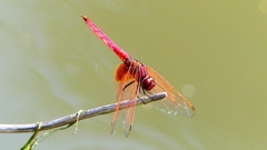 P2300639：ベニトンボ（オス）