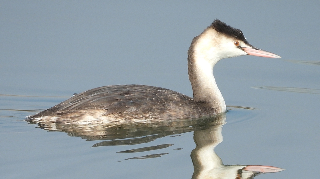 DSCN4297：カンムリカイツブリ