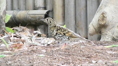 P1010171：トラツグミ