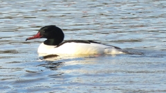 DSCN5284：カワアイサ（オス）