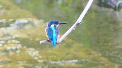 P2290285：カワセミ（オス）