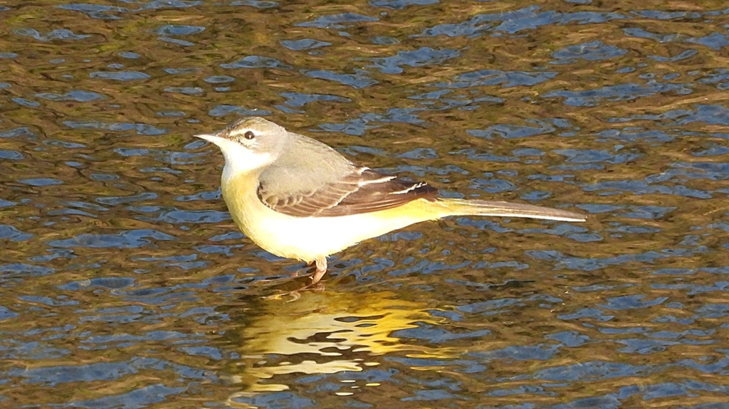 DSCN3666：キセキレイ