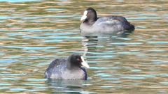 DSCN8286：オオバン