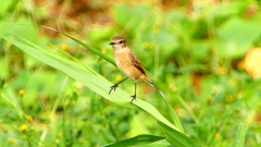 P2290434：ノビタキ