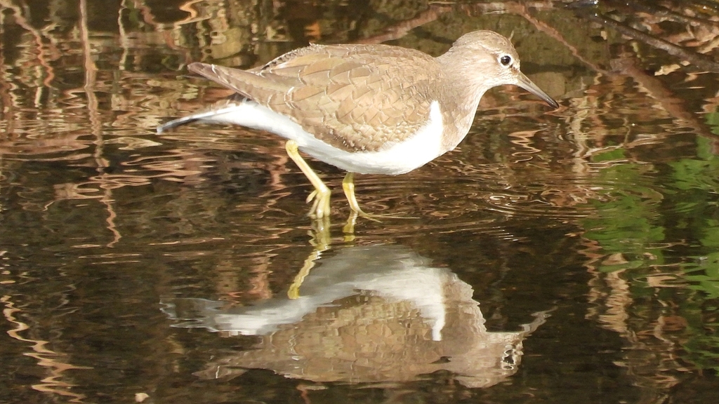 DSCN4073：イソシギ