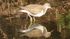 DSCN4073：イソシギ