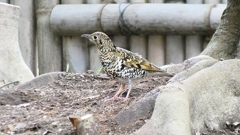 P1010127：トラツグミ