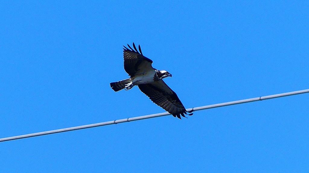 P2270451：飛ぶミサゴ