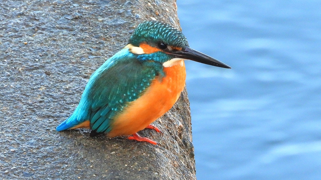 DSCN5656：カワセミ（オス）