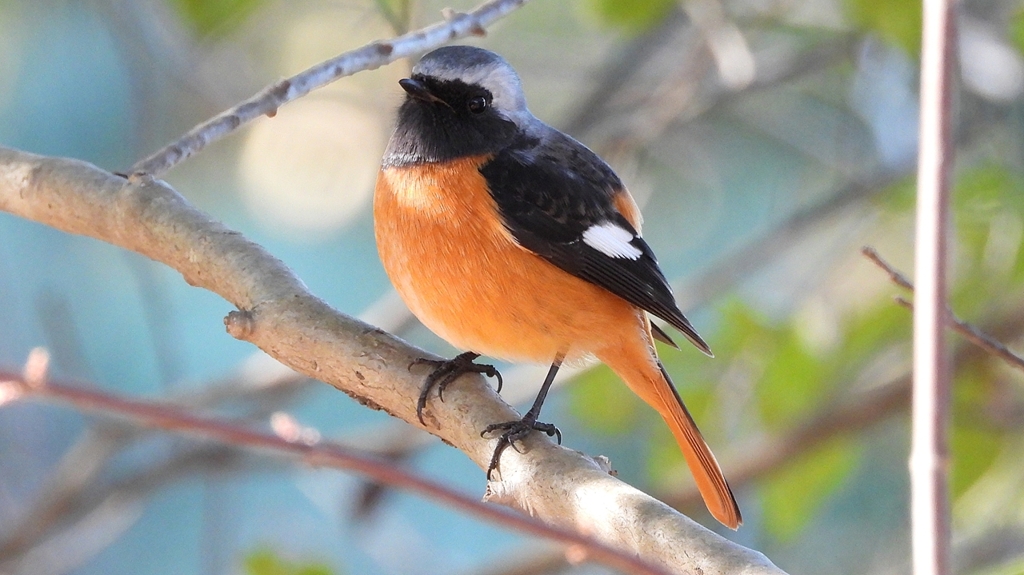 DSCN8321：ジョウビタキ（オス）