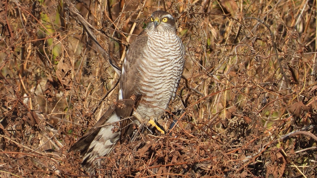 DSCN5496：ハイタカ