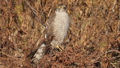 DSCN5496：ハイタカ