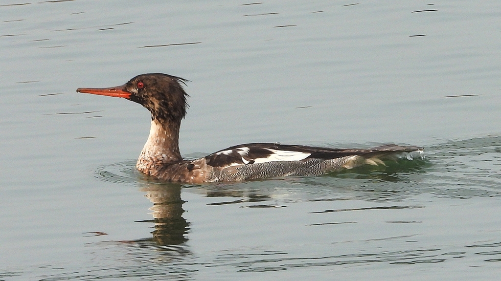 DSCN7325：ウミアイサ