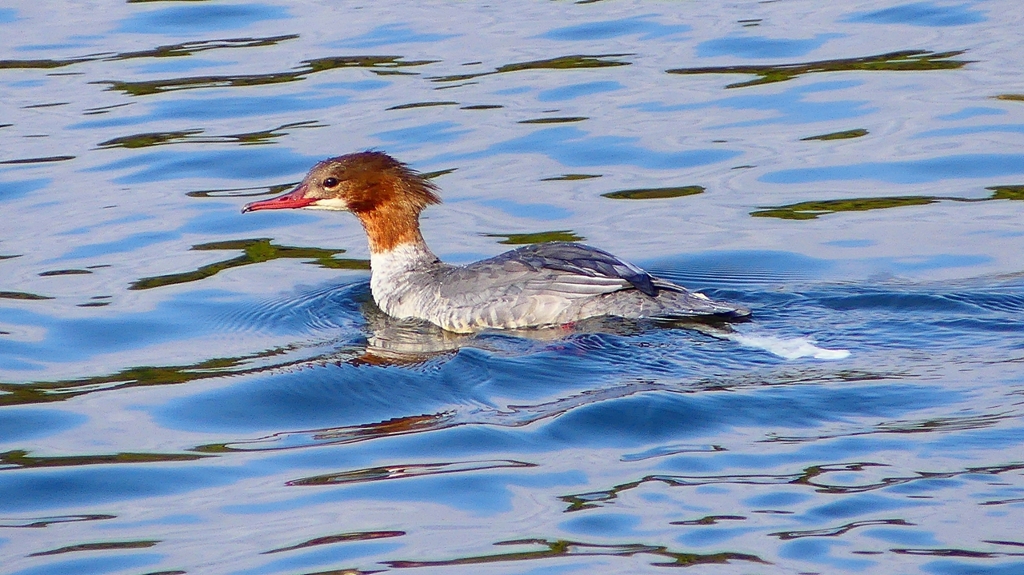 P2390188：カワアイサ（メス）