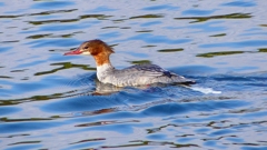 P2390188：カワアイサ（メス）