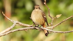 DSCN8140：ジョウビタキ（メス）