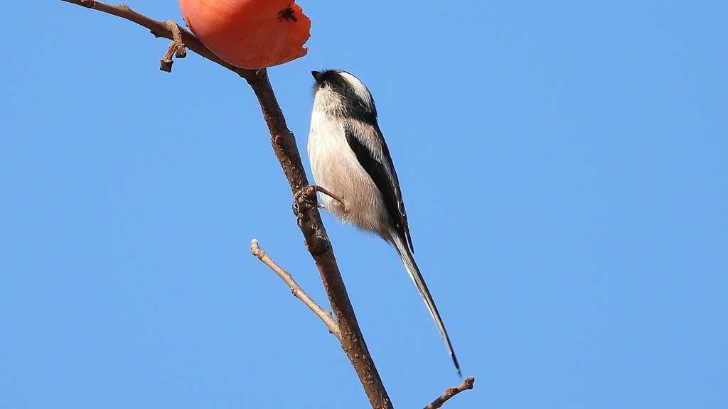 DSCN6000：エナガ