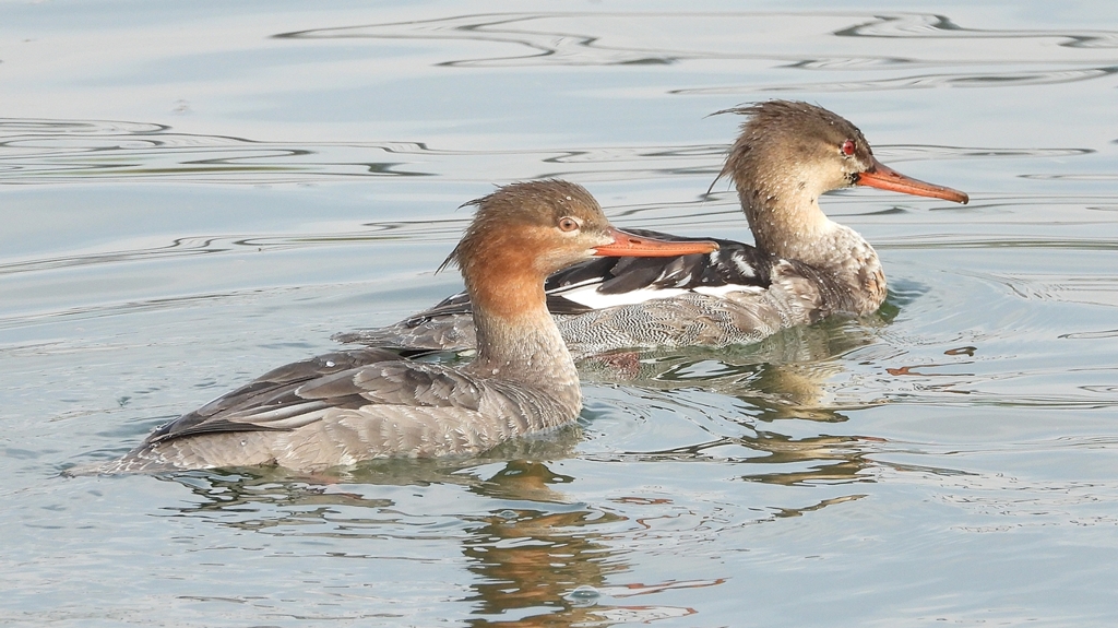 DSCN4511：ウミアイサ