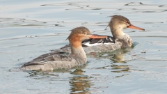 DSCN4511：ウミアイサ