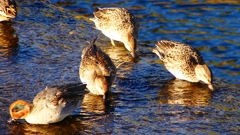 P2400245：コガモ