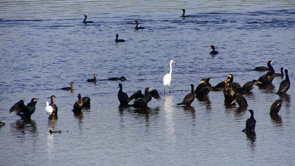 P2360766：カワウ他