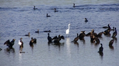 P2360766：カワウ他