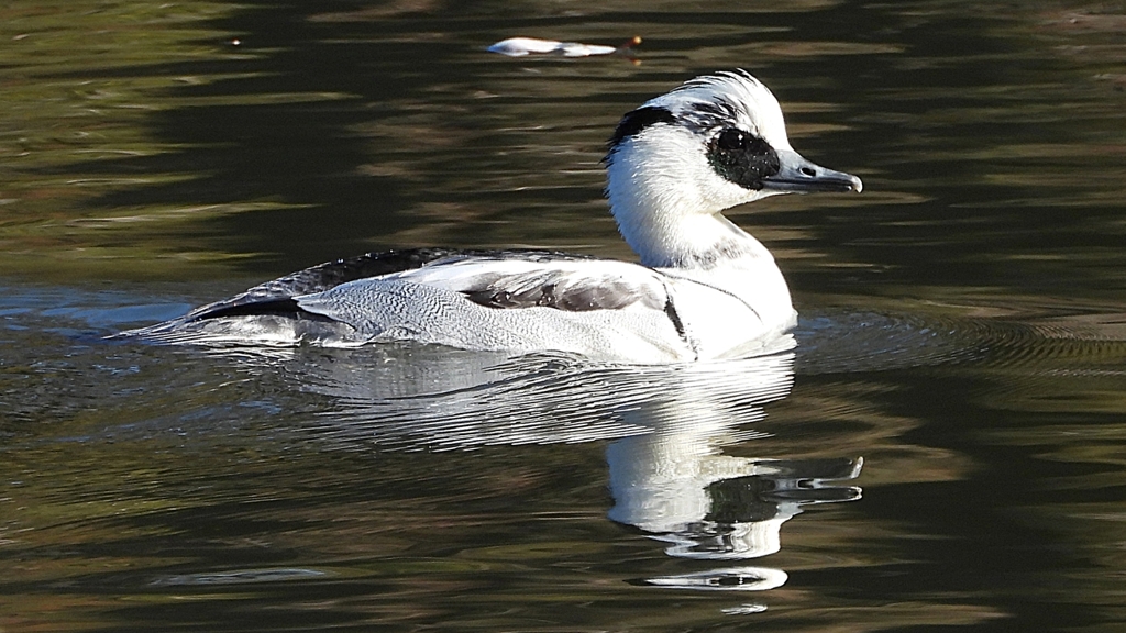 DSCN4920：ミコアイサ（オス）