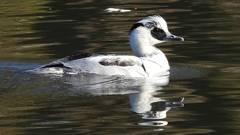 DSCN4920：ミコアイサ（オス）