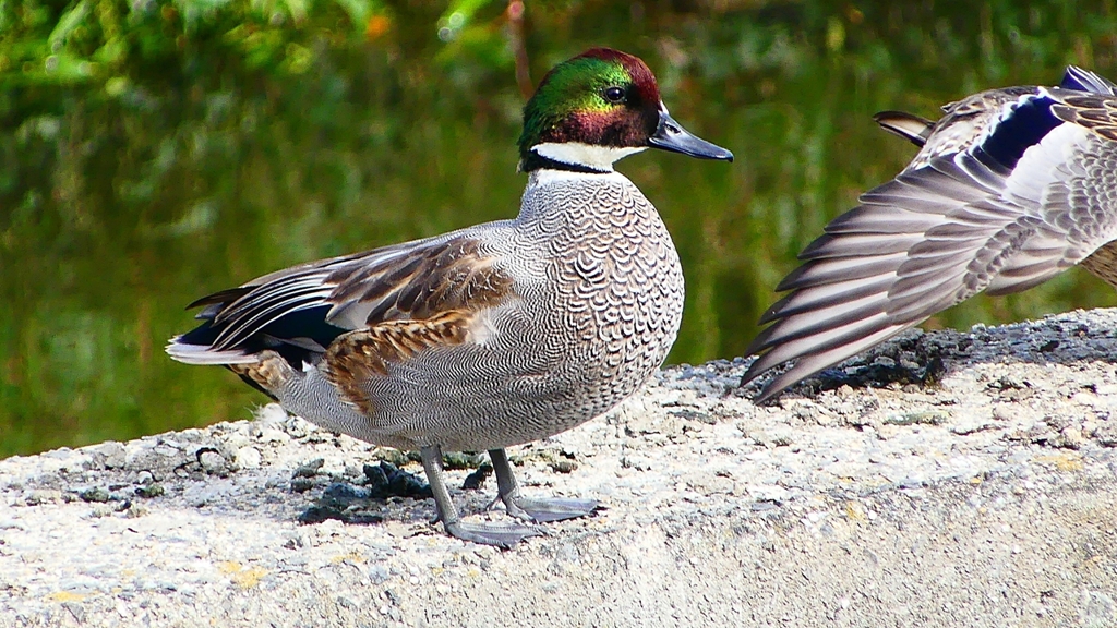 P2350189：ヨシガモ