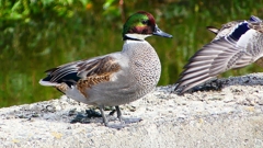 P2350189：ヨシガモ