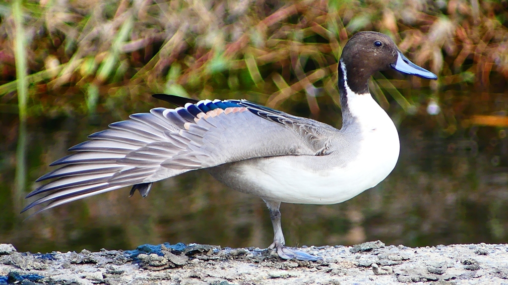 P2400003：オナガガモ（オス）