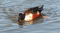 DSCN5950：ハシビロガモ