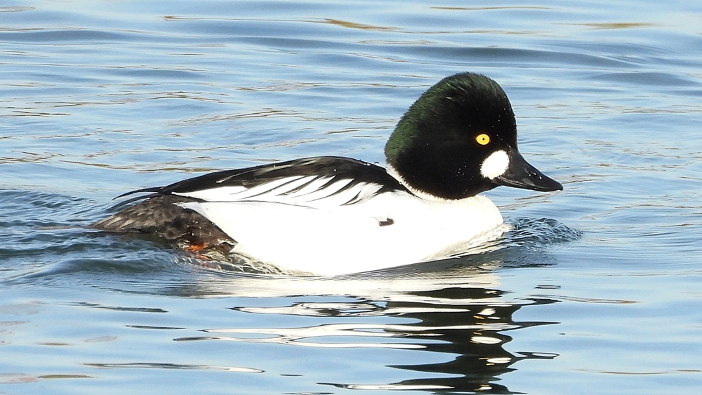 DSCN2517：ホオジロガモ（オス）